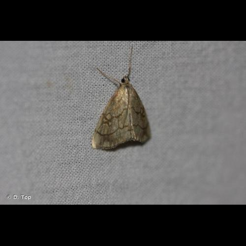 <i>Evergestis pallidata</i> (Hufnagel, 1767) &copy; D. Top