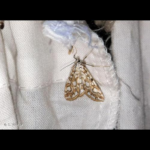 <i>Elophila nymphaeata</i> (Linnaeus, 1758) &copy; S. Wroza