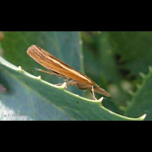 <i>Agriphila tristella</i> (Denis & Schiffermüller, 1775) &copy; F. Michalke