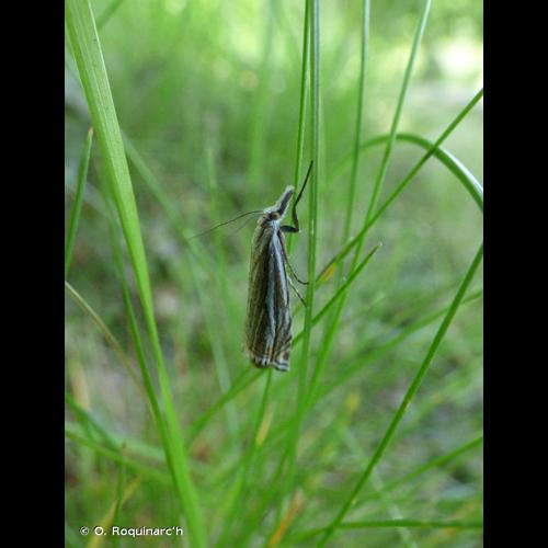 <i>Crambus lathoniellus</i> (Zincken, 1817) &copy; O. Roquinarc'h