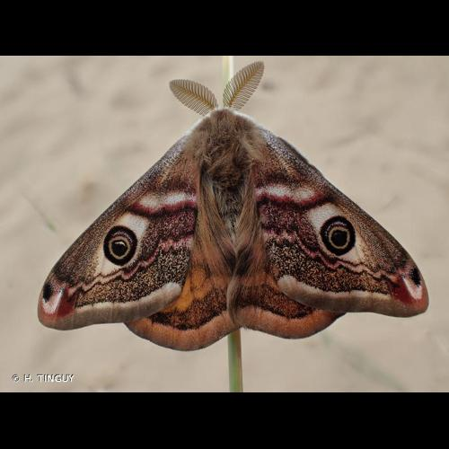 <i>Saturnia pavonia</i> (Linnaeus, 1758) &copy; H. TINGUY