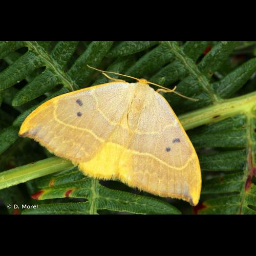 <i>Watsonalla binaria</i> (Hufnagel, 1767) &copy; D. Morel