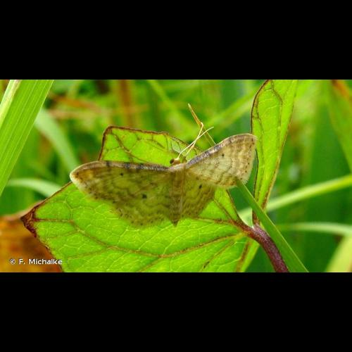 <i>Idaea fuscovenosa</i> (Goeze, 1781) &copy; F. Michalke