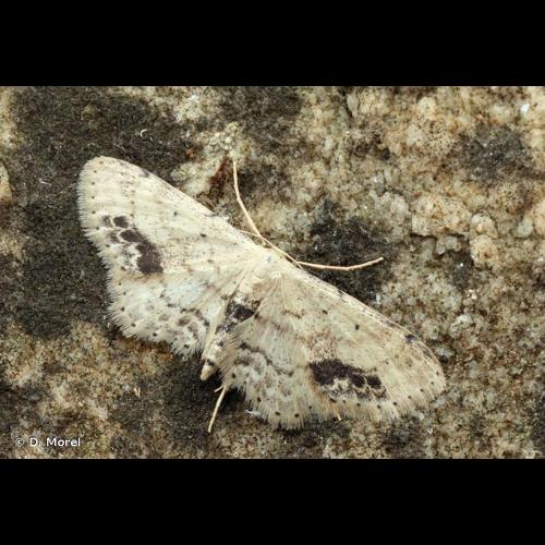 <i>Idaea dimidiata</i> (Hufnagel, 1767) &copy; D. Morel