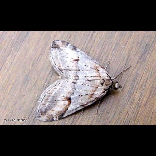 <i>Chesias rufata</i> (Fabricius, 1775) &copy; F. Michalke