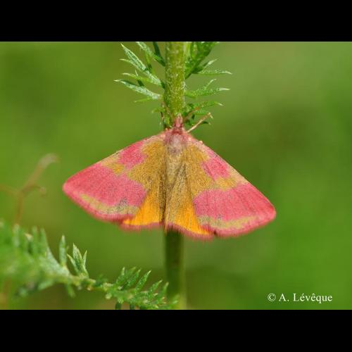 <i>Lythria cruentaria</i> (Hufnagel, 1767) &copy; A. Lévêque