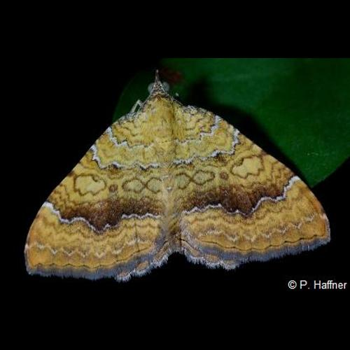 <i>Camptogramma bilineata</i> (Linnaeus, 1758) &copy; P. Haffner