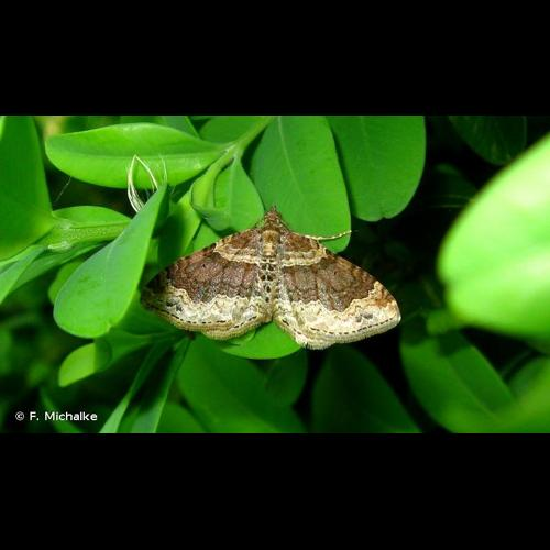 <i>Xanthorhoe spadicearia</i> (Denis & Schiffermüller, 1775) &copy; F. Michalke