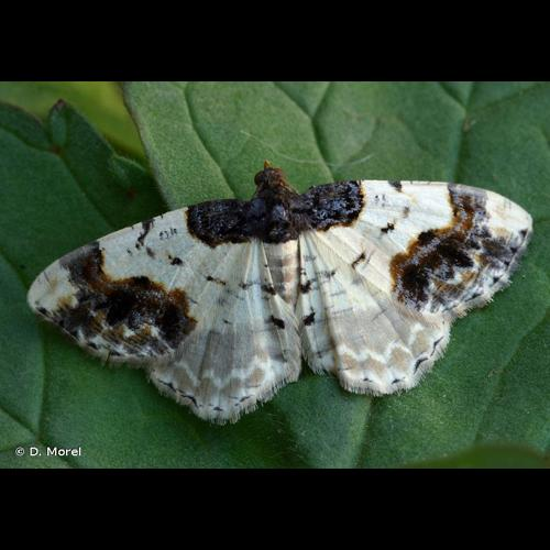 <i>Ligdia adustata</i> (Denis & Schiffermüller, 1775) &copy; D. Morel