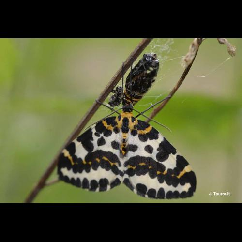 <i>Abraxas grossulariata</i> (Linnaeus, 1758) &copy; J. Touroult