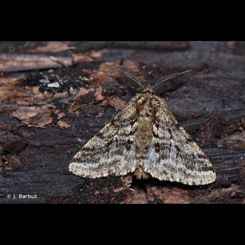 <i>Lycia hirtaria</i> (Clerck, 1759) &copy; J. Barbut