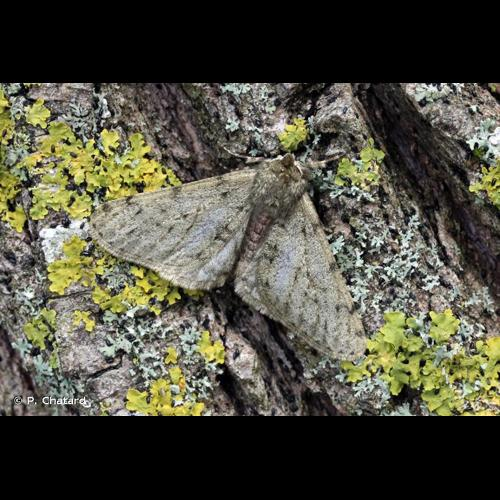 <i>Phigalia pilosaria</i> (Denis & Schiffermüller, 1775) &copy; P. Chatard