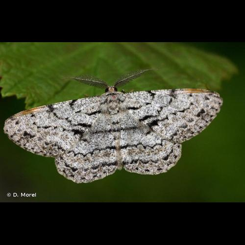 <i>Hypomecis roboraria</i> (Denis & Schiffermüller, 1775) &copy; D. Morel
