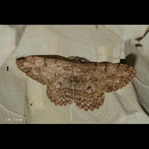 <i>Hypomecis punctinalis</i> (Scopoli, 1763) &copy; N. Tobak
