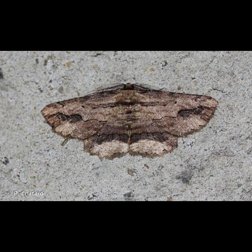 <i>Menophra abruptaria</i> (Thunberg, 1792) &copy; P. Chatard