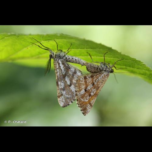 <i>Bupalus piniaria</i> (Linnaeus, 1758) &copy; P. Chatard