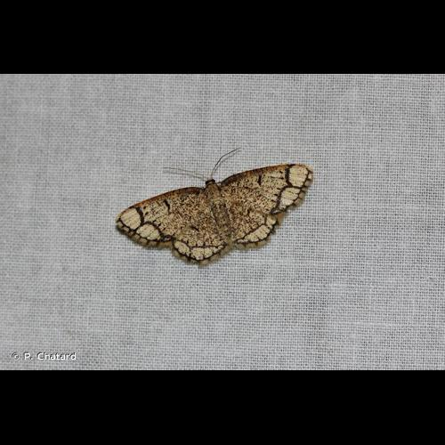 <i>Stegania cararia</i> (Hübner, 1790) &copy; P. Chatard