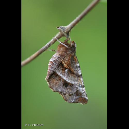 <i>Selenia dentaria</i> (Fabricius, 1775) &copy; P. Chatard
