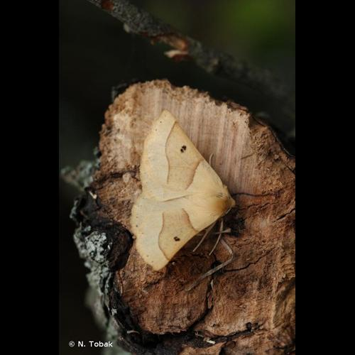 <i>Crocallis elinguaria</i> (Linnaeus, 1758) &copy; N. Tobak