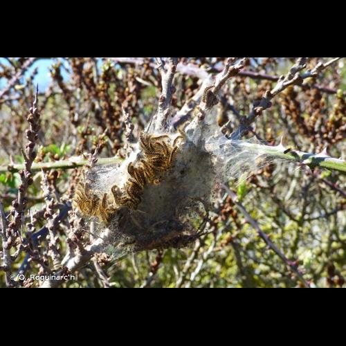 <i>Euproctis chrysorrhoea</i> (Linnaeus, 1758) &copy; O. Roquinarc'h