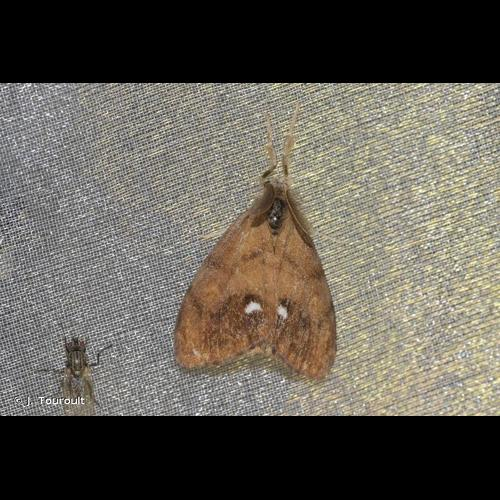 <i>Orgyia antiqua</i> (Linnaeus, 1758) &copy; J. Touroult