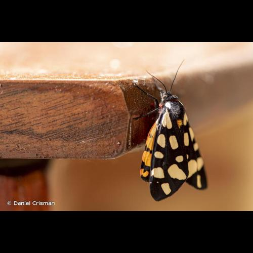 <i>Arctia villica</i> (Linnaeus, 1758) &copy; Daniel Crisman