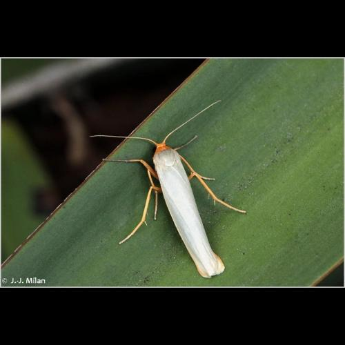 <i>Eilema caniola</i> (Hübner, 1808) &copy; 