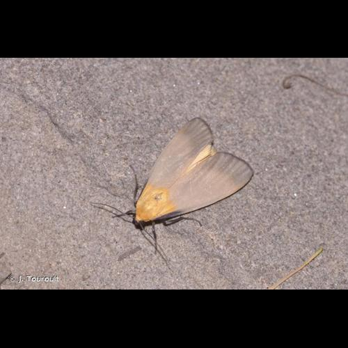 <i>Lithosia quadra</i> (Linnaeus, 1758) &copy; J. Touroult