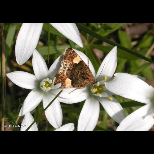 <i>Tyta luctuosa</i> (Denis & Schiffermüller, 1775) &copy; A. Le Nevé