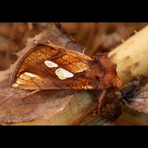 <i>Plusia festucae</i> (Linnaeus, 1758) &copy; D. Morel