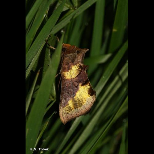 <i>Diachrysia chrysitis</i> (Linnaeus, 1758) &copy; N. Tobak