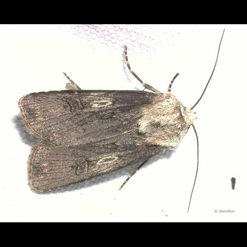 <i>Agrotis puta</i> (Hübner, 1803) &copy; A. Horellou
