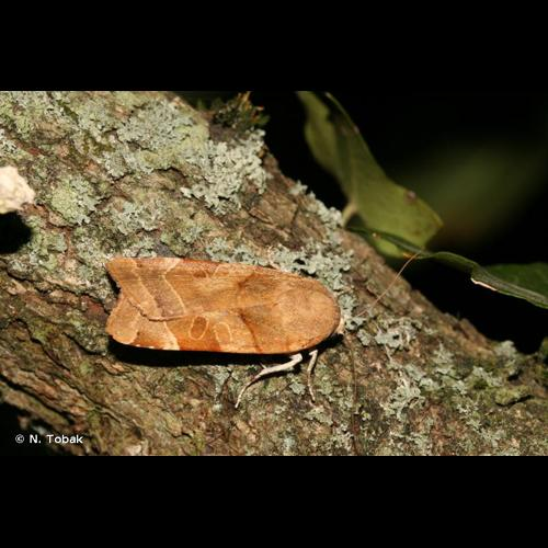 <i>Noctua fimbriata</i> (Schreber, 1759) &copy; N. Tobak