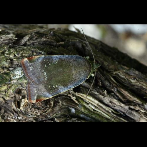 <i>Noctua janthe</i> (Borkhausen, 1792) &copy; D. Morel