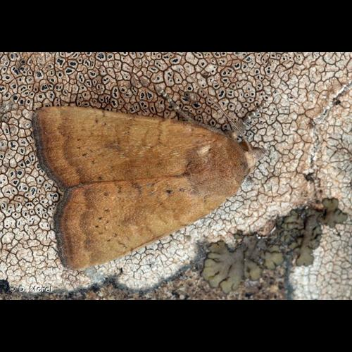 <i>Noctua interjecta</i> Hübner, 1803 &copy; D. Morel