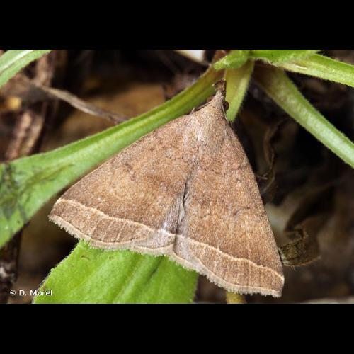 <i>Polypogon plumigeralis</i> (Hübner, 1825) &copy; D. Morel