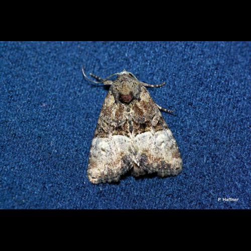 <i>Mesoligia furuncula</i> (Denis & Schiffermüller, 1775) &copy; P. Haffner