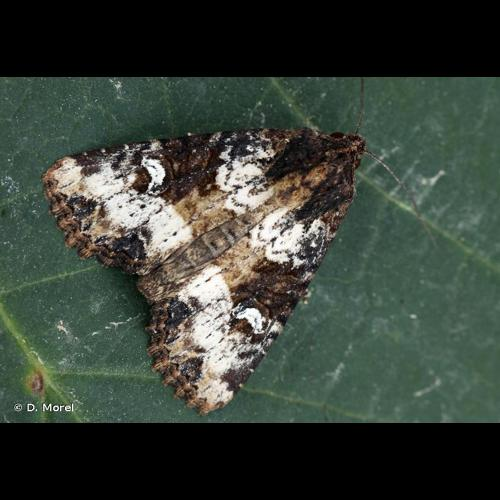 <i>Mesapamea secalis</i> (Linnaeus, 1758) &copy; D. Morel