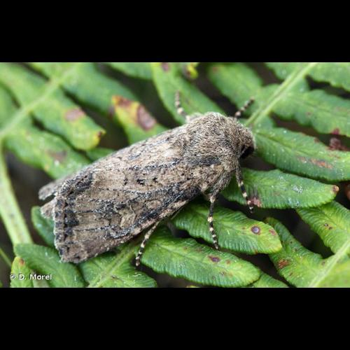 <i>Luperina testacea</i> (Denis & Schiffermüller, 1775) &copy; D. Morel