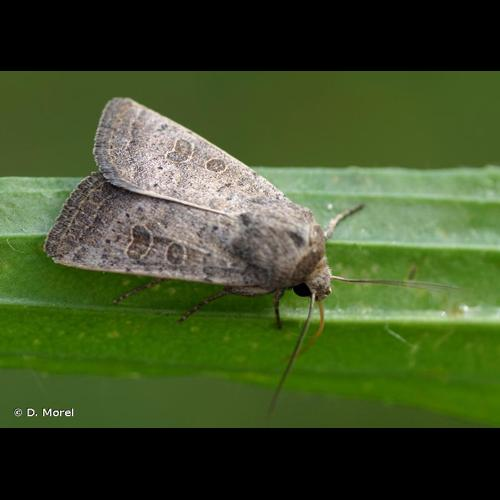 <i>Hoplodrina ambigua</i> (Denis & Schiffermüller, 1775) &copy; D. Morel