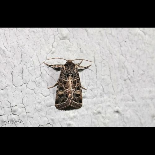 <i>Leucochlaena oditis</i> (Hübner, 1822) &copy; S. Wroza