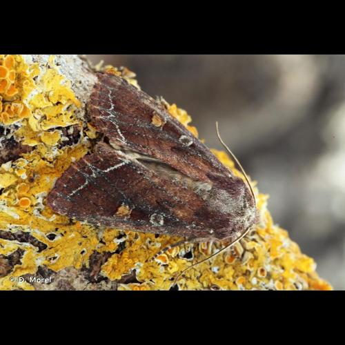 <i>Lacanobia oleracea</i> (Linnaeus, 1758) &copy; D. Morel