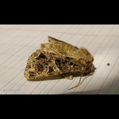 <i>Hadena bicruris</i> (Hufnagel, 1766) &copy; F. Michalke