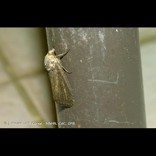 <i>Proxenus hospes</i> (Freyer, 1831) &copy; J. Piolain LPR Corse - MNHN, CdC, OFB