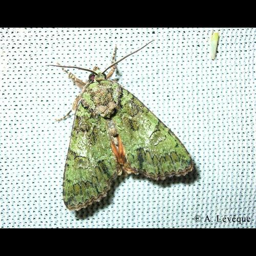 <i>Polyphaenis sericata</i> (Esper, 1787) &copy; A. Lévêque