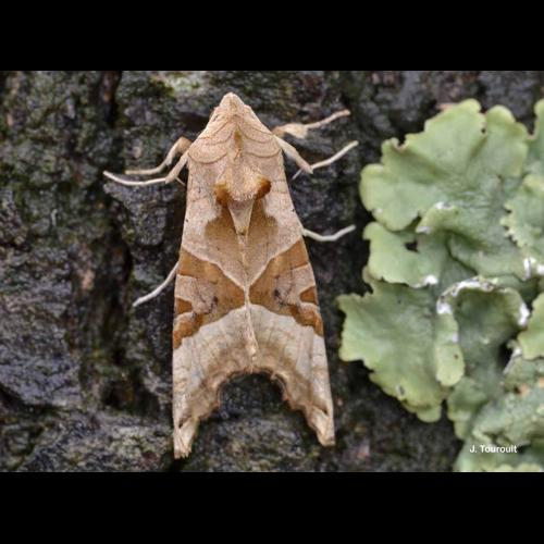 <i>Phlogophora meticulosa</i> (Linnaeus, 1758) &copy; J. Touroult