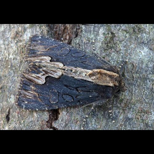 <i>Dypterygia scabriuscula</i> (Linnaeus, 1758) &copy; D. Morel