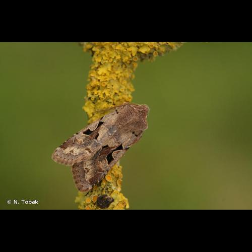 <i>Orthosia gothica</i> (Linnaeus, 1758) &copy; N. Tobak