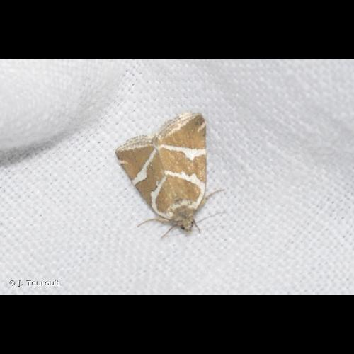 <i>Deltote bankiana</i> (Fabricius, 1775) &copy; J. Touroult