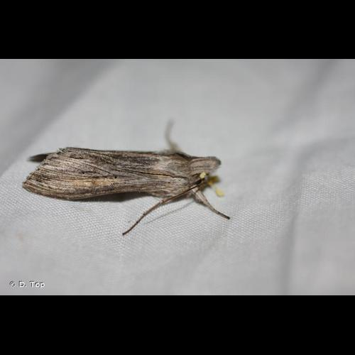 <i>Cucullia umbratica</i> (Linnaeus, 1758) &copy; D. Top